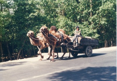 ラクダの荷車