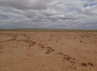 窪地5：ラクダの足跡が残る土壌クラスト