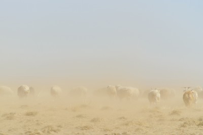 自然現象と影響4：砂塵嵐に遭遇したヤギ・ヒツジ