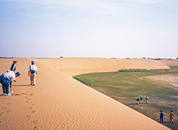 18中国毛烏素沙地での乾燥地植物の生態に関する研究